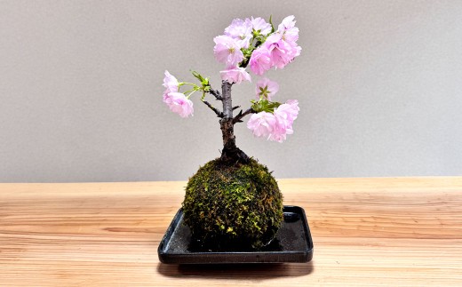 【4回定期便】 やすらぎの苔玉 1回あたり1個 計4個（1個×4回） 季節のお任せ苔玉 受け皿付き 奇数月 3ヶ月毎 4回 苔 コケ 植物