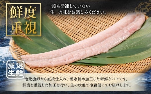 のぞみ水産 潮氷締め（野〆） 骨切り ピンク生鱧 約500g 寒ハモ 【2025年12月上旬～2026年2月上旬発送予定】 鱧 はも ハモ 新鮮 冷蔵