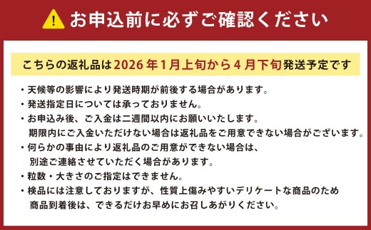 フルーツトマト 糖度7度以上 農薬不使用（栽培期間中） 水耕栽培 産地直送 高リコピン 橘農園 【2026年1月上旬から4月下旬発送予定】｜ 野菜 トマト 1.5kg～2.0kg （10個～20個）