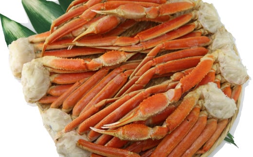 ボイル ずわい蟹 4L サイズ 3kg （7 ～ 9肩） 【11】