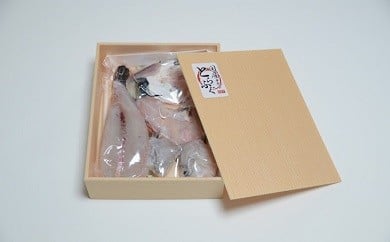 のぞみふぐ(トラフグ)1尾