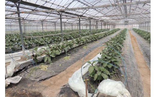 産地直送 草竹農園の 水なす 4個と 水なすの浅漬け 6個 【2024年8月下旬まで発送予定】