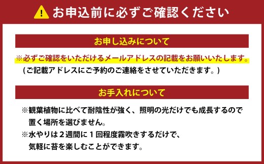 苔テラリウムの制作体験チケット 1名様 苔玉 ワークショップ 苔 コケ 植物