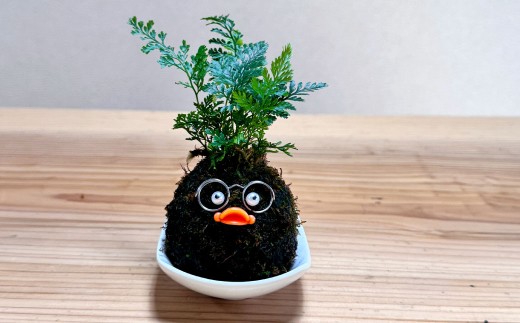 ほっこり 苔玉こけだまこっこちゃん×1個 受け皿付き 苔 コケ 植物