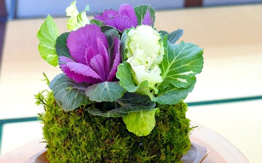 【4回定期便】 やすらぎの苔玉 1回あたり1個 計4個（1個×4回） 季節のお任せ苔玉 受け皿付き 奇数月 3ヶ月毎 4回 苔 コケ 植物