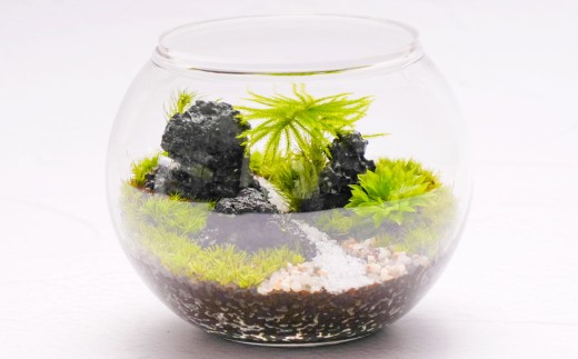 癒やしと安らぎ 苔テラリウムキット ガラスボール容器 コケ5種類 石 苔テラリウム用SOIL 飾り砂 ピンセット 霧吹き スプーン 作り方＆育て方説明書 制作キット