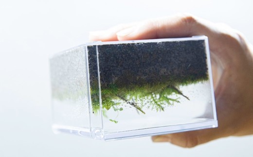 匠の土 崩れま宣言 3kg（1kg×3袋） つち 苔テラリウムアート アクアリウム ソイル