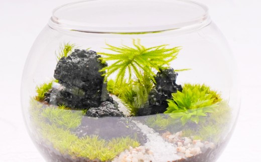 癒やしと安らぎ 苔テラリウムキット ガラスボール容器 コケ5種類 石 苔テラリウム用SOIL 飾り砂 ピンセット 霧吹き スプーン 作り方＆育て方説明書 制作キット