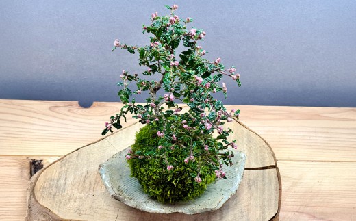 やすらぎの苔玉×1個 季節のお任せ苔玉 受け皿付き 苔 コケ 植物