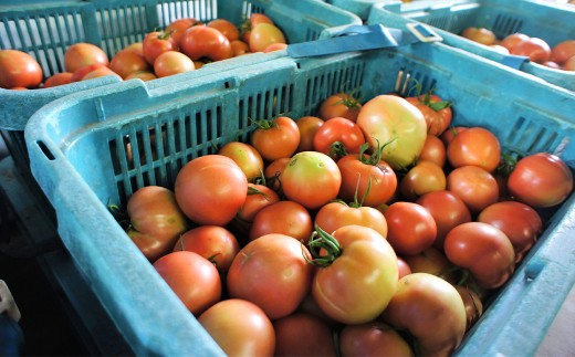 フルーツトマト 糖度7度以上 農薬不使用（栽培期間中） 水耕栽培 産地直送 高リコピン 橘農園 【2026年1月上旬から4月下旬発送予定】｜ 野菜 トマト 1.5kg～2.0kg （10個～20個）