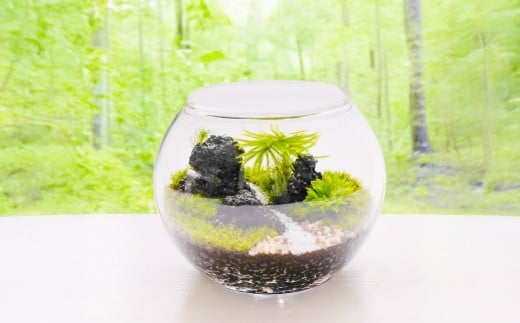 苔テラリウムの制作体験チケット ペアチケット 苔玉 ワークショップ 苔 コケ 植物