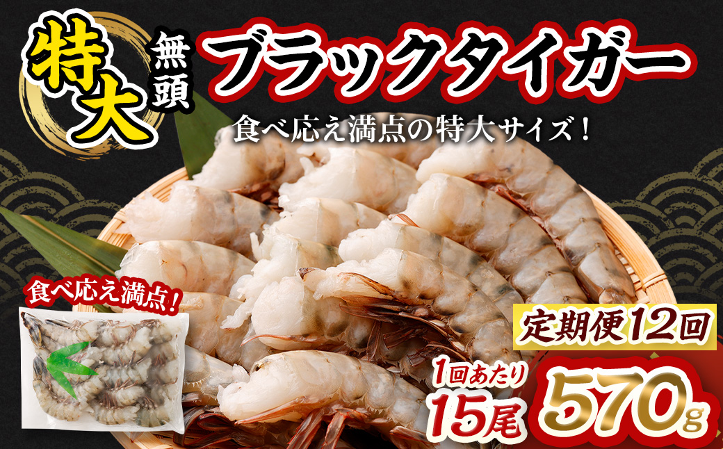 【12回定期便】特大 ブラックタイガー 無頭えび｜ 海老 えび エビ ブラックタイガー