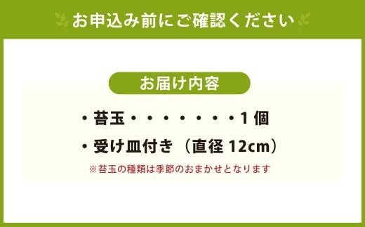 やすらぎの苔玉×1個 季節のお任せ苔玉 受け皿付き 苔 コケ 植物