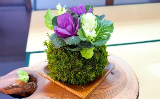 苔テラリウムの制作体験チケット 1名様 苔玉 ワークショップ 苔 コケ 植物