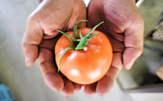 フルーツトマト 糖度7度以上 農薬不使用（栽培期間中） 水耕栽培 産地直送 高リコピン 橘農園 【2026年1月上旬から4月下旬発送予定】｜ 野菜 トマト 1.5kg～2.0kg （10個～20個）