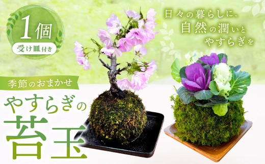 やすらぎの苔玉×1個 季節のお任せ苔玉 受け皿付き 苔 コケ 植物