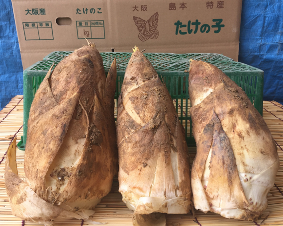 島本町の厳選たけのこ ／ 朝掘 新鮮 旬 朝採り 採れたて 産地直送 たけのこ 筍 タケノコ 野菜 名物 おいしい おすすめ 人気 食物繊維 カリウム 大阪府 特産品