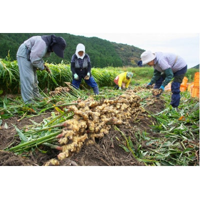 大和酵素の植物発酵ペースト 熟 -JUKU- 国産黄金生姜＆ジャラハニー 1袋(3g×31包)