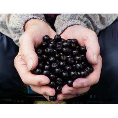 大和酵素の植物発酵ペースト 熟 -JUKU- 国産アロニア＆国産ブルーベリー 1袋(3g×31包)