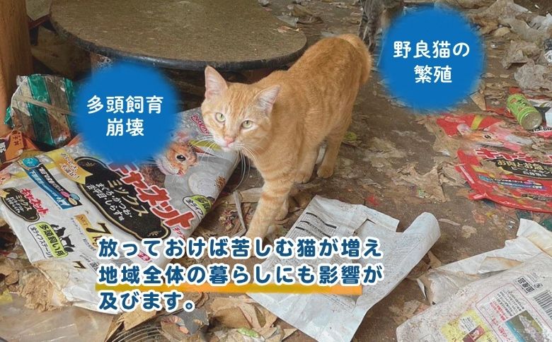 保護猫活動まるごと応援チケット（047_5001）