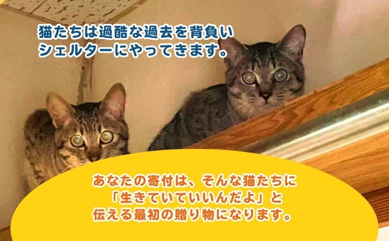 ほごねこクリニック不妊手術 代理支援チケット（047_5002）