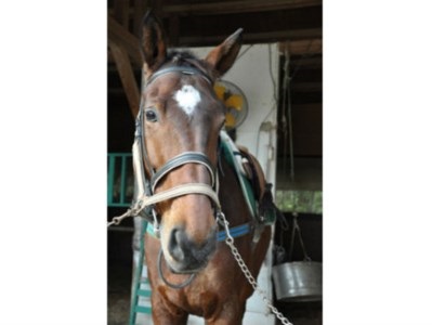 乗馬クラブFRTの乗馬教室チケット（022_5002）