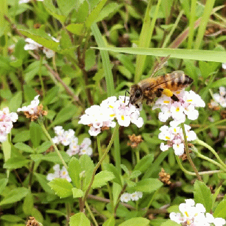なまハチミツ180g　4本セット（013_5002）