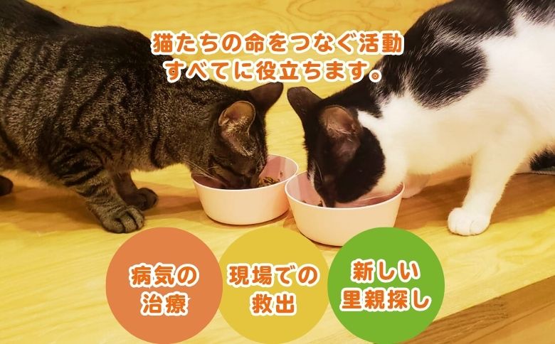 保護猫の命名権（047_5007）