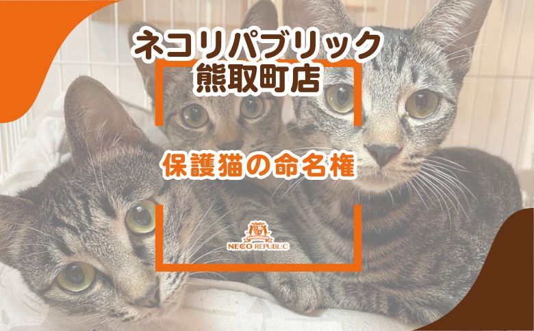 保護猫の命名権（047_5007）