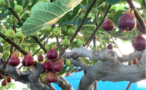 朝採りいちじく　約2kg