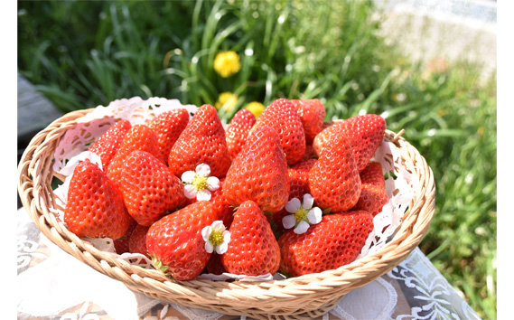 【紅ほっぺ】2Lサイズ（40粒）