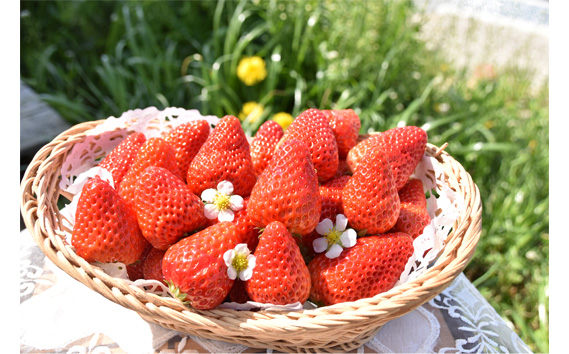 【紅ほっぺ】Lサイズ（48粒）