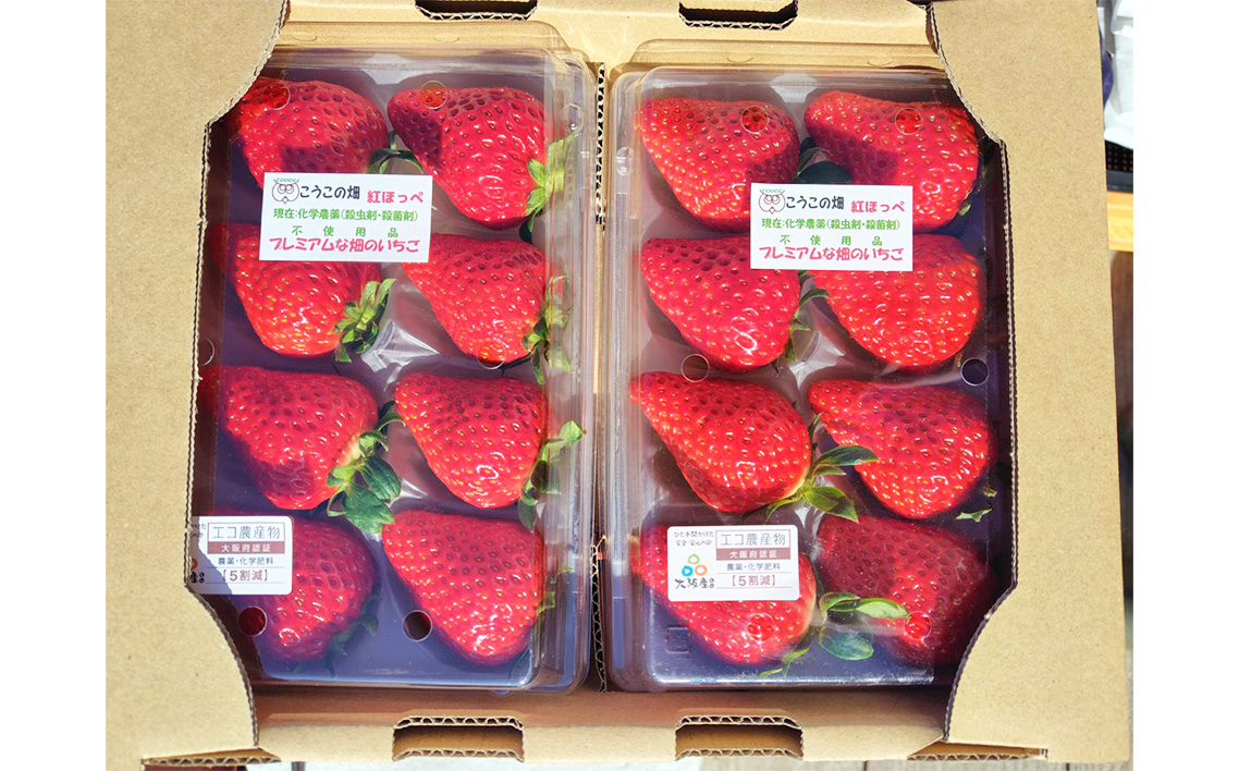 こうこの畑　苺　紅ほっぺ