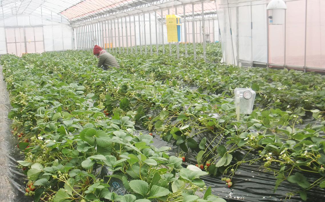 苺狩り　ペアチケット