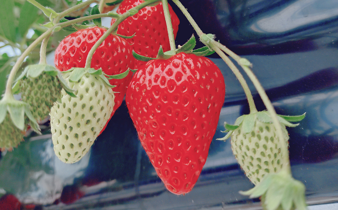 完熟苺ジャム【RUBIN（ルビーン）】ギフトBOX 220g×2本入り