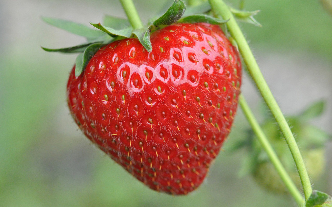 訳あり　おいしいいちご　有機JAS認証いちご　700g　36粒