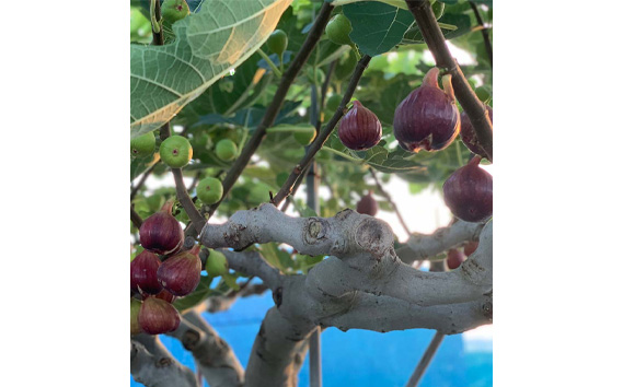 いちじく 朝採り 【2026年配送】　約4kg