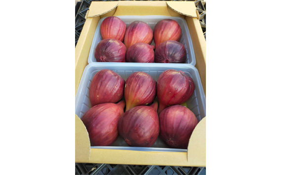 堀野農園のいちじく　約2kg