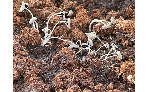 【無添加・無農薬】贈答用　おいしいいちご　1箱