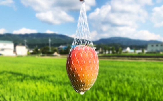 名もなきマンゴーミニ詰め合わせ約300～400g　大きさ不揃い