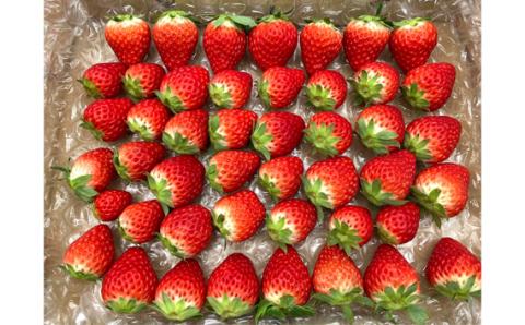 【紅ほっぺ】MIX（サイズいろいろ）1kg程度