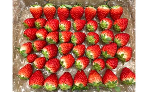 【紅ほっぺ】MIX（サイズいろいろ）2kg程度