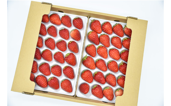 【紅ほっぺ】Lサイズ（48粒）