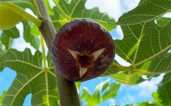 ドライいちじく・ドライ柿セット