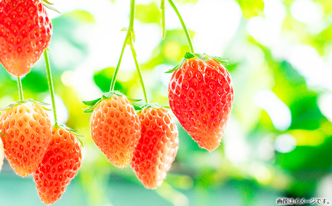 苺狩り　ペアチケット