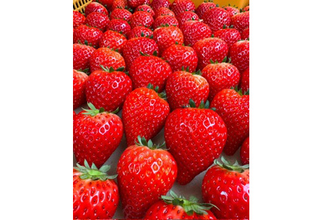 訳あり　おいしいいちご　有機JAS認証いちご　700g　36粒