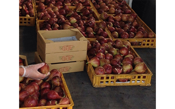 いちじく 朝採り 【2026年配送】　約4kg