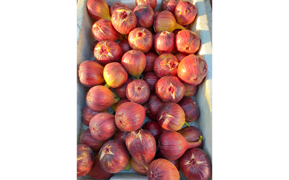 堀野農園のいちじく　約2kg