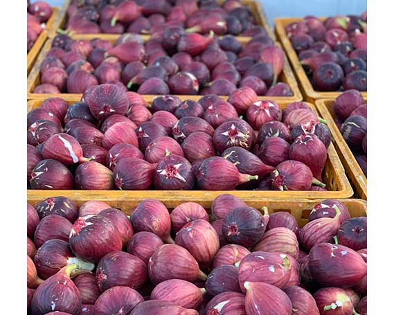 いちじく 朝採り 【2026年配送】　約1kg