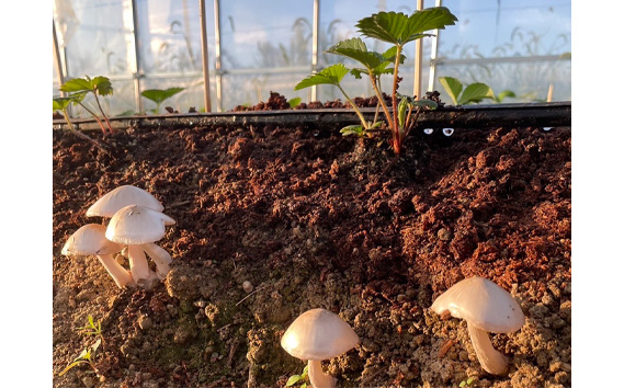 【無添加・無農薬】贈答用　おいしいいちご　1箱